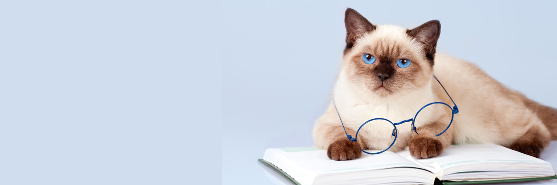 Cat Reading Book